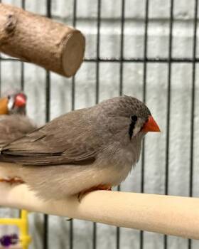 Finch Birds Available for Adoption in Boston, Massachusetts - SCARY | PetCurious