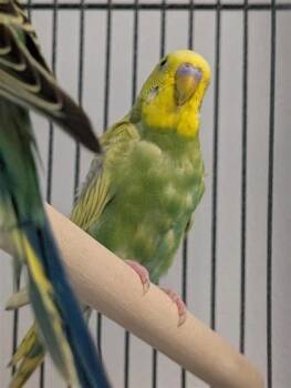 Soja -  Parakeet Bird for Adoption in Montreal, Quebec - Soja | PetCurious