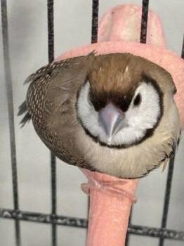 Hedwig -  Finch Bird for Adoption in New Hope, Pennsylvania - Hedwig | PetCurious