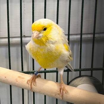 Parrot Birds Available for Adoption in Chester Springs, Pennsylvania - Tweedy | PetCurious