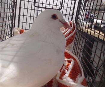 Pigeon Birds Available for Adoption in San Francisco, California - COLA | PetCurious
