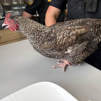 Amelia Egghart -  Chicken Bird for Adoption in Windsor, Virginia - Amelia Egghart | PetCurious