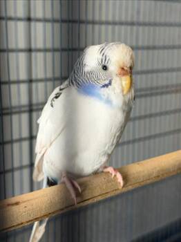 A230211 -  Parakeet Bird for Adoption in Woodland, California - A230211 | PetCurious