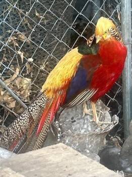 Pheasant Birds Available for Adoption in Eagle Mountain, Utah - Blaze | PetCurious