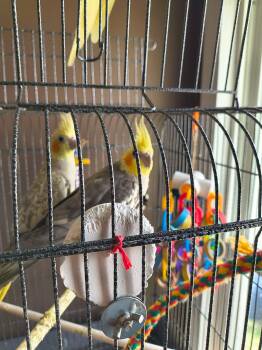 Cockatiel Birds Available for Adoption in Hinckley, Illinois - Spock And Kirk | PetCurious