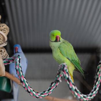 Parakeet Birds Available for Adoption in Kanab, Utah - Johnny | PetCurious