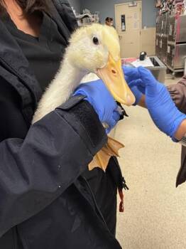 A1918963 -  Duck Bird for Adoption in Riverside, California - A1918963 | PetCurious