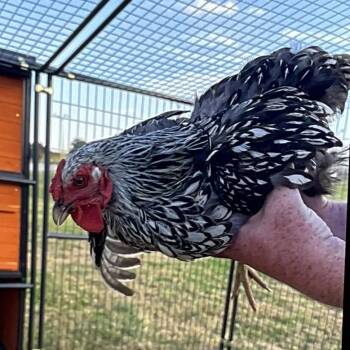 Skittles -  Chicken Bird for Adoption in Saint Joseph, Missouri - Skittles | PetCurious