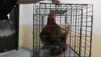 GORKY -  Chicken Bird for Adoption in Tulsa, Oklahoma - GORKY | PetCurious