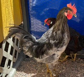 Cookalike -  Chicken Bird for Adoption in Golden, Colorado - Cookalike | PetCurious