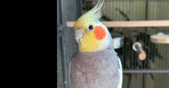 Marcel -  Cockatiel Bird for Adoption in Pittsburgh, Pennsylvania - Marcel | PetCurious