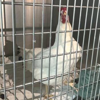 IVHS-Stray-142766 -  Chicken Bird for Adoption in San Gabriel, California - IVHS-Stray-142766 | PetCurious