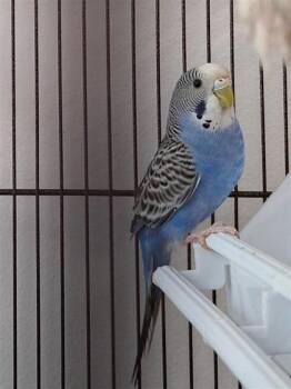 Ant-Man -  Parakeet Bird for Adoption in Montreal, Quebec - Ant-Man | PetCurious