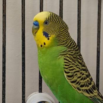 Parakeet Birds Available for Adoption in Kanab, Utah - Jones | PetCurious