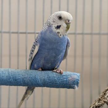 Parakeet Birds Available for Adoption in Kanab, Utah - Sunrise | PetCurious