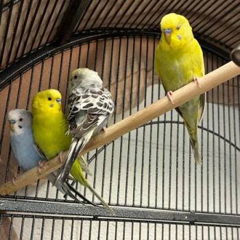 Parakeet Birds Available for Adoption in Dayton, Ohio - Duk | PetCurious