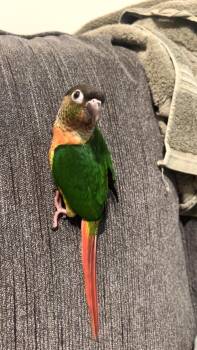 Conure Birds Available for Adoption - Lenny | PetCurious