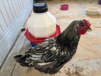ICE CREAM -  Chicken Bird for Adoption in Loveland, Colorado - ICE CREAM | PetCurious