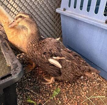 Boots -  Duck Bird for Adoption in Golden, Colorado - Boots | PetCurious