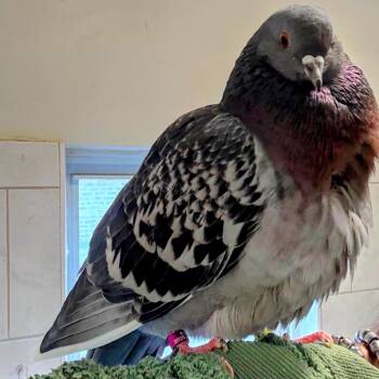 Pigeon Birds Available for Adoption - Flammarion | PetCurious