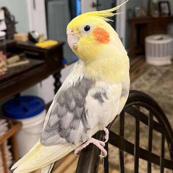 Ollie -  Cockatiel Bird Available for Adoption in Alexander, North Carolina - Ollie | PetCurious