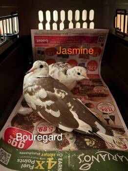 Jasmine and Bouregard -  Dove and Ringneck Psittacula Bird for Adoption in Aurora, Illinois - Jasmine And Bouregard | PetCurious