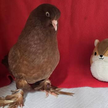 Nutella -  Pigeon Bird for Adoption in Chicago, Illinois - Nutella | PetCurious