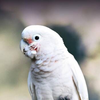 Poe