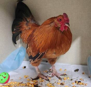 Fowl Play -  Chicken Bird Available for Adoption in Billings, Montana - Fowl Play | PetCurious