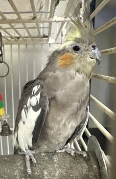 Tweety -  Cockatiel Bird for Adoption in Victorville, California - Tweety | PetCurious