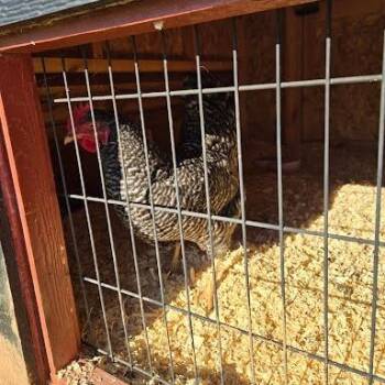 SVAS-Stray-39612 -  Chicken Bird for Adoption in Lyndhurst, Virginia - SVAS-Stray-39612 | PetCurious