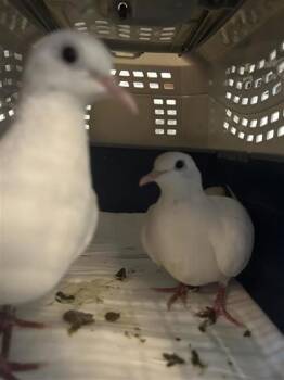 Dove Birds Available for Adoption in Montreal, Quebec - Noa | PetCurious