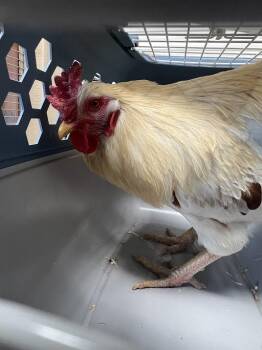 Chicken Birds Available for Adoption - MIKEY | PetCurious