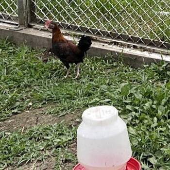 Devon -  Chicken Bird for Adoption in Quakertown, Pennsylvania - Devon | PetCurious