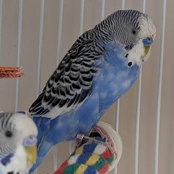 Carlton -  Parakeet Bird Available for Adoption in Kanab, Utah - Carlton | PetCurious
