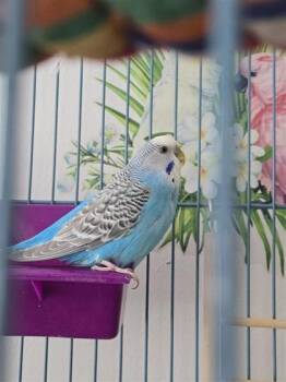Budgie Budgerigar Birds Available for Adoption - Chrysantheme | PetCurious