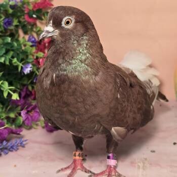 Teddy -  Pigeon Bird for Adoption in Chicago, Illinois - Teddy | PetCurious