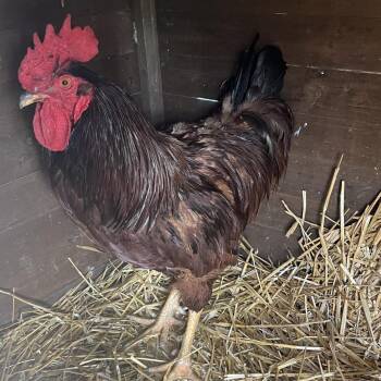 Charlie Chicken -  Chicken Bird for Adoption in Quakertown, Pennsylvania - Charlie Chicken | PetCurious