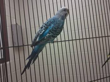 LEVI -  Parakeet Bird for Adoption in Colorado Springs, Colorado - LEVI | PetCurious