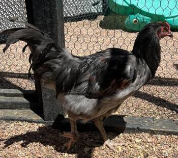 Cookie -  Chicken Bird for Adoption in Golden, Colorado - Cookie | PetCurious