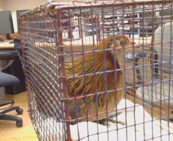 Chicken Birds Available for Adoption in Sacramento, California - A916065 | PetCurious