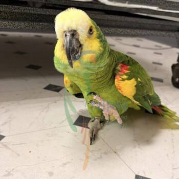 Amazon Birds Available for Adoption - Clyde | PetCurious
