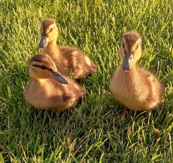 Rio / Shadow / Sage -  Duck Bird for Adoption in Eagle Mountain, Utah - Rio / Shadow / Sage | PetCurious