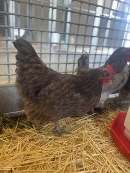 IAGO -  Chicken Bird for Adoption in Loveland, Colorado - IAGO | PetCurious