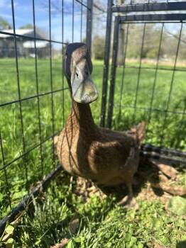 Duck Birds Available for Adoption in Lincoln University, Pennsylvania - Nutmeg | PetCurious