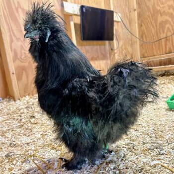 Wario -  Chicken Bird for Adoption in Fairport, New York - Wario | PetCurious