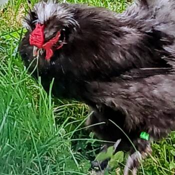 Luigi -  Chicken Bird for Adoption in Fairport, New York - Luigi | PetCurious