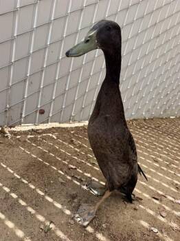 SQUEAK -  Duck Bird for Adoption in Ontario, California - SQUEAK | PetCurious