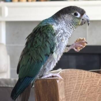 Harpy -  Conure Bird for Adoption in Lenexa, Kansas - Harpy | PetCurious