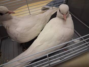 CLOUD -  Dove Bird for Adoption in Colorado Springs, Colorado - CLOUD | PetCurious